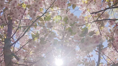 Flying backwards inside Japan cherry tree, her white-pink flowers sway in wind Stock Footage 340077313