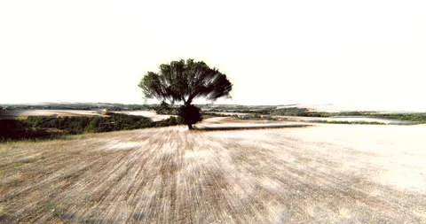 Flying Backwards From The Magic Tree Stock Footage 146584638