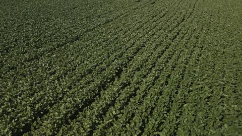 Flying backwards over a beautiful soybean field at low altitude. Stock Footage 253368371