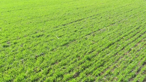 Flying backwards over the crop of wheat cultures 4K drone footage Stock Footage 132884295