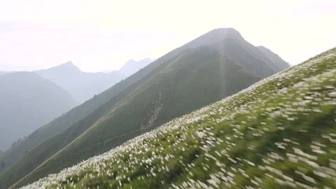 Flying Backwards Over Daffodil Meadow On Top of Golica Hill. Stock Footage 250416481