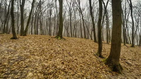 Flying backwards over fall forest Stock Footage 35502263