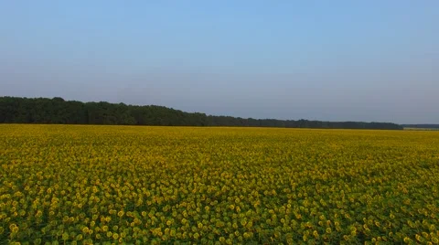 Flying  backwards over of  fields of fresh sunflowers, Ukraine Video stock 65394359
