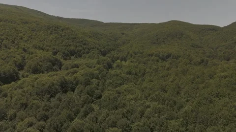 Flying backwards over a Green Mountain Forest Stock Footage 288716459