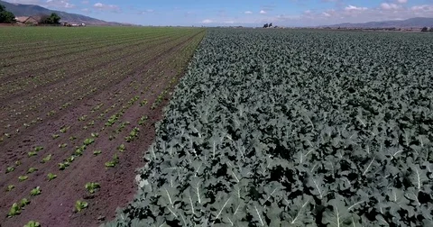 Flying backwards over rows of lettuce and kale Stock Footage 73066821