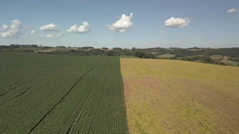 Flying backwards over a soybean field with green and yellow plants. Video stock 253368128