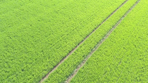 Flying backwards over the sprayed young wheat 4K aerial footage Stock Footage 110625046