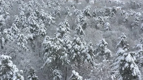 Flying backwards over the trees by winter 4K drone footage Stock Footage 102569018