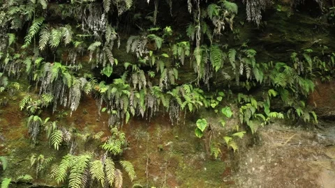 Flying backwards to show more of a cliff covered in ferns and moss until the Stock Footage 142746865