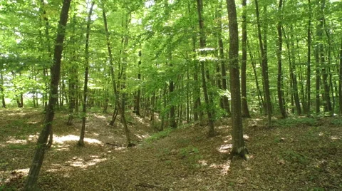 Flying backwards through forest - Buzau County - Romania Stock-Footage 66879083