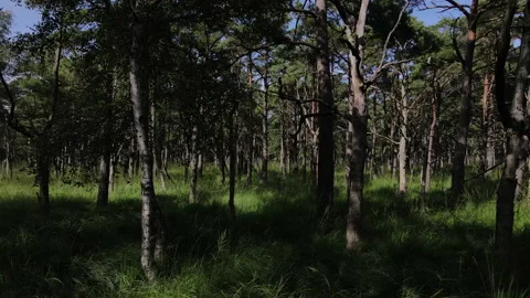 Flying Backwards Through Forest, Drone Shot, Beautiful Green Trees and Grass Video stock 139454338