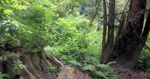 Flying backwards through redwood forest, over giant old redwood stumps Stock Footage 72981817