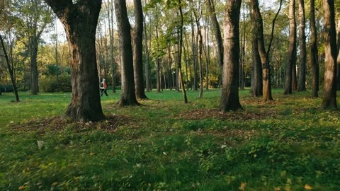 Flying backwards through the trees in a park Stock Footage 195942384