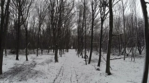 Flying backwards through winter forest. Stock Footage 45601115