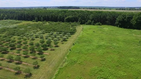 Flying backwards turning left revealing orchard Video stock 90304607