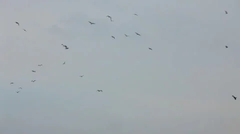 Flying in bad weather Stock Footage 1459776