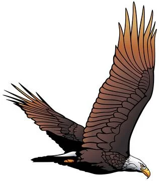 Flying Bald Eagle Illustrazione stock