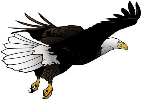 Flying Bald Eagle Illustration Stock Illustration