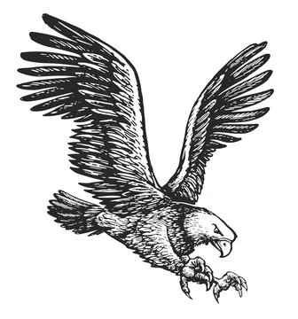 Flying bald eagle isolated on white background. Animal bird sketch. Hand drawn Stock Illustration