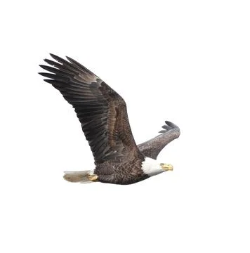 Flying Bald Eagle Isolated on White Stock Photos