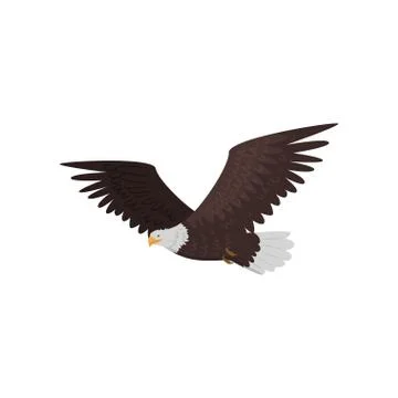 Flying bald eagle with large wings isolated on white background Stock Illustration
