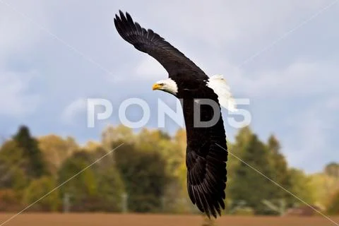 Flying bald eagle lat. haliaeetus leucocephalus in a park Stock Photos