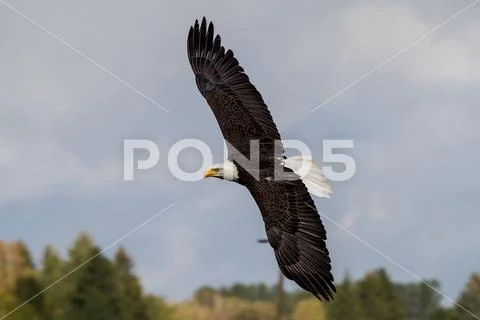 Flying bald eagle lat. haliaeetus leucocephalus in a park Stock Photos
