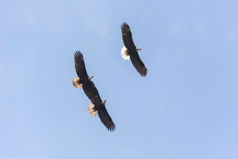Flying Bald eagle Stock Photos