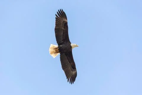 Flying Bald eagle Stock Photos