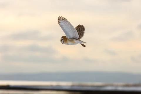 Flying barn owl Stock Photos