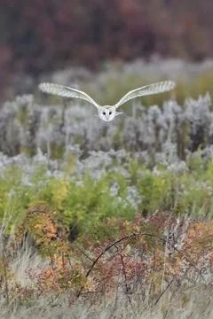 Flying Barn owl Stock Photos