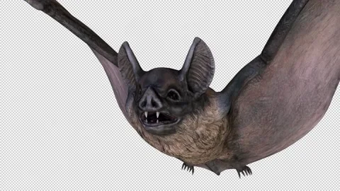 Flying bat close up - 3d render looped with alpha channel. Stock Footage 167535497