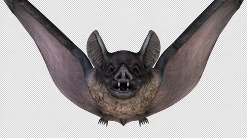 Flying bat close up - 3d render looped with alpha channel. Video stock 167535542