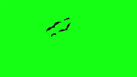 Flying Bat on Green Screen Chroma Key Halloween Animation 4K Stock Footage 340547790