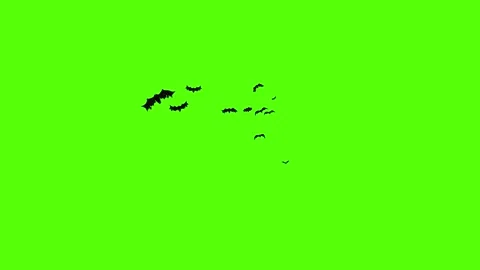 Flying Bat on Green Screen Chroma Key Halloween Animation 4K Stock Footage 340662398
