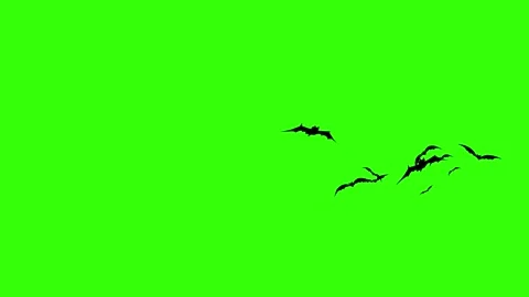 Flying Bat on Green Screen Chroma Key Halloween Animation 4K. Stock Footage 341637180