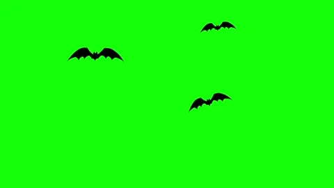 Flying Bat on Green Screen Chroma Key Halloween Animation 4K Stock Footage 341826671