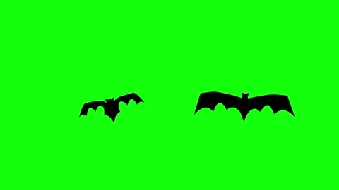 Flying Bat on Green Screen Chroma Key Halloween Animation 4K Stock Footage 342344807