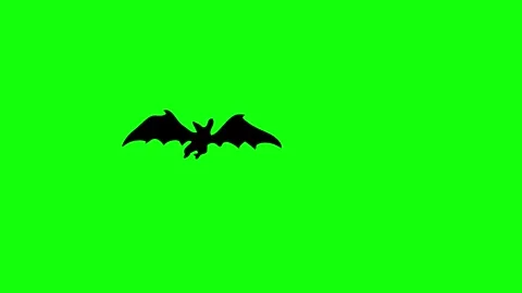 Flying Bat on Green Screen Chroma Key Halloween Animation 4K Stock Footage 342344808