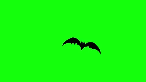 Flying Bat on Green Screen Chroma Key Halloween Animation 4K Stock Footage 342344809