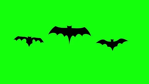 Flying Bat on Green Screen Chroma Key Halloween Animation 4K Stock Footage 342344810