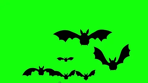 Flying Bat on Green Screen Chroma Key Halloween Animation 4K Stock Footage 342344813