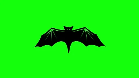 Flying Bat on Green Screen Chroma Key Halloween Animation 4K Stock Footage 342344816