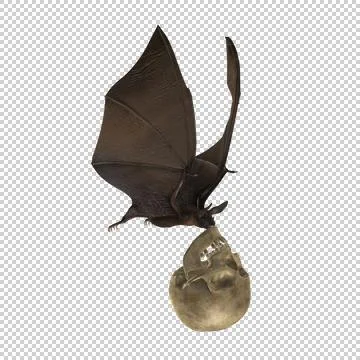 Flying Bat with Human Skull - Angle View Illustration