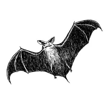 Flying bat Stock Illustration