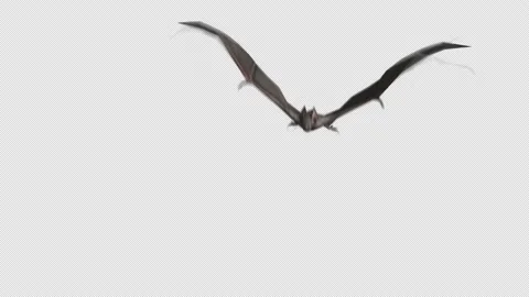 FLYING BAT LOOP ANIMATION 스톡 동영상 158217101