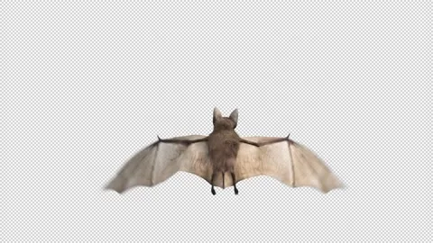 Flying Bat Looped Stock Footage 165695797