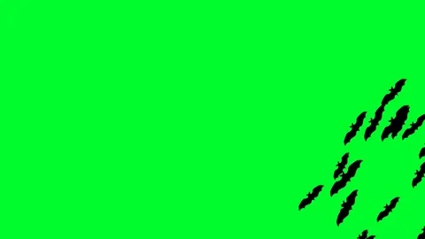 Flying Bats 03 Stock Footage 71167370