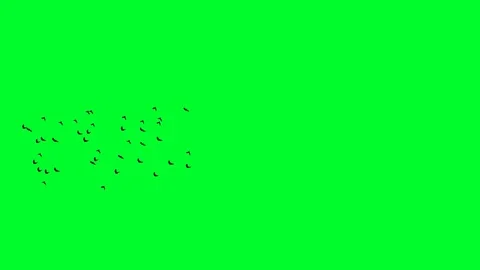 Flying Bats 08 Stock Footage 71167174
