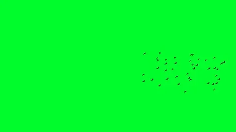 Flying Bats 09 Stock Footage 71167600